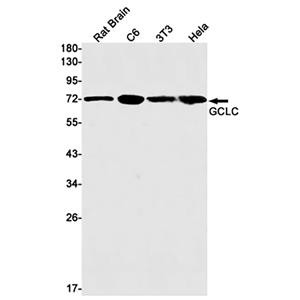 GCLC兔单抗,GCLC Rabbit Monoclonal Antibody