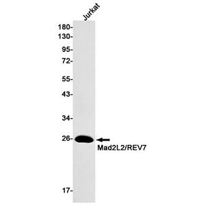 MAD2L2兔单抗,MAD2L2 Rabbit Monoclonal Antibody