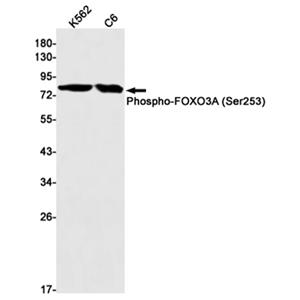 Phospho-FoxO3a (S253)  (16M7)兔单抗,Phospho-FoxO3a (S253)  (16M7) Rabbit Monoclonal Antibody
