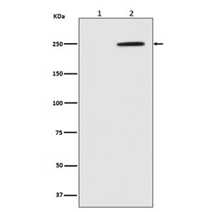 Phospho-GCN2 (T899) (10P11)兔单抗,Phospho-GCN2 (T899) (10P11) Rabbit Monoclonal Antibody