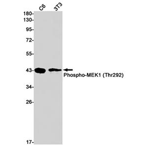 Phospho-MEK1 (S298) (12M10)兔单抗,Phospho-MEK1 (S298) (12M10) Rabbit Monoclonal Antibody