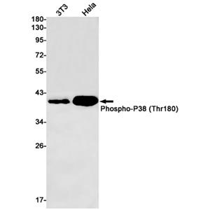 Phospho-p38 (T180) (2N7)兔单抗,Phospho-p38 (T180) (2N7) Rabbit Monoclonal Antibody