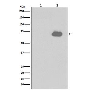 Phospho-SHP2 (Y542)  (7K17)兔单抗,Phospho-SHP2 (Y542)  (7K17) Rabbit Monoclonal Antibody