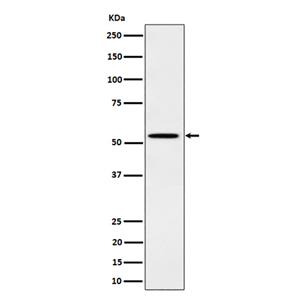 Phospho-Src (Y529) (9B14)兔单抗,Phospho-Src (Y529) (9B14) Rabbit Monoclonal Antibody