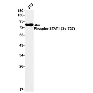 Phospho-STAT1 (S727) (6Q18)兔单抗,Phospho-STAT1 (S727) (6Q18) Rabbit Monoclonal Antibody