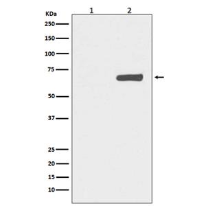 Phospho-YAP1 (S127) (14M14)兔单抗,Phospho-YAP1 (S127) (14M14) Rabbit Monoclonal Antibody