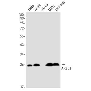 Adenylate kinase 4 (14Y15)兔单抗,Adenylate kinase 4 (14Y15) Rabbit Monoclonal Antibody