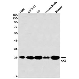 AK2 (2F12)兔单抗,AK2 (2F12) Rabbit Monoclonal Antibody