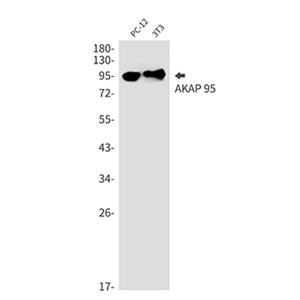AKAP 95 (12E14)兔单抗,AKAP 95 (12E14) Rabbit Monoclonal Antibody
