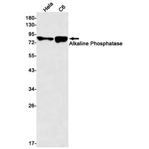 Alkaline Phosphatase (4C17)兔单抗,Alkaline Phosphatase (4C17) Rabbit Monoclonal Antibody