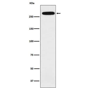 alpha 1 Spectrin (10S8)兔单抗,alpha 1 Spectrin (10S8) Rabbit Monoclonal Antibody