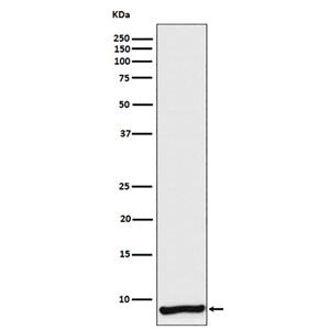 Apolipoprotein CI (10F18)兔单抗,Apolipoprotein CI (10F18) Rabbit Monoclonal Antibody