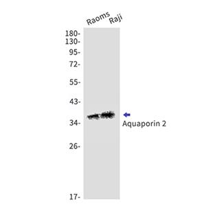 Aquaporin 2 (13E19)兔单抗,Aquaporin 2 (13E19) Rabbit Monoclonal Antibody