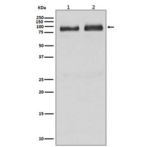 B Raf (9L5)兔单抗,B Raf (9L5) Rabbit Monoclonal Antibody