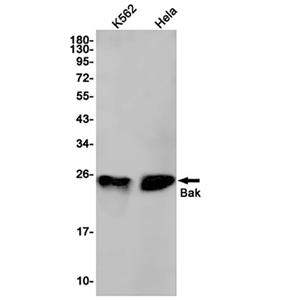 Bak (16T6)兔单抗,Bak (16T6) Rabbit Monoclonal Antibody