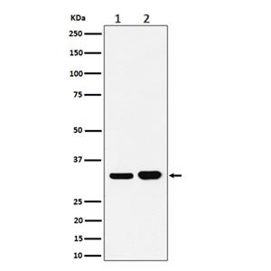 Bcl-XL (4B16)兔单抗,Bcl-XL (4B16) Rabbit Monoclonal Antibody