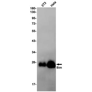 Bim (5Z18)兔单抗,Bim (5Z18) Rabbit Monoclonal Antibody