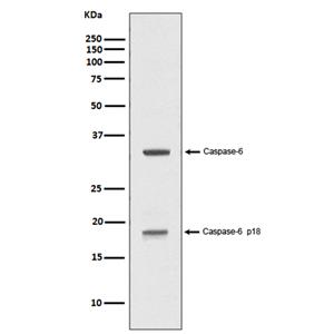 Caspase-6 p18 (16U11)兔单抗,Caspase-6 p18 (16U11) Rabbit Monoclonal Antibody