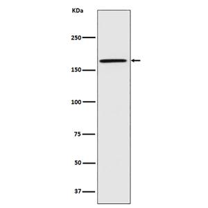 Caspr (4V9)兔单抗,Caspr (4V9) Rabbit Monoclonal Antibody