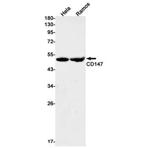 CD147 (11A16)兔单抗,CD147 (11A16) Rabbit Monoclonal Antibody