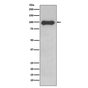 CD19 (16P1)兔单抗,CD19 (16P1) Rabbit Monoclonal Antibody