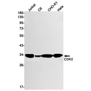 CDK2 (11O4)兔单抗,CDK2 (11O4) Rabbit Monoclonal Antibody