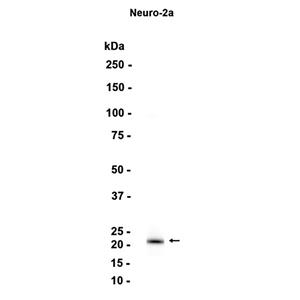 CEND1 (18Z15)兔单抗,CEND1 (18Z15) Rabbit Monoclonal Antibody