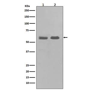 Chk1 (10U9)兔单抗,Chk1 (10U9) Rabbit Monoclonal Antibody