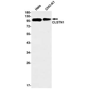 CLSTN1 (15R4)兔单抗,CLSTN1 (15R4) Rabbit Monoclonal Antibody