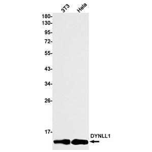 DYNLL1 (5C17)兔单抗,DYNLL1 (5C17) Rabbit Monoclonal Antibody