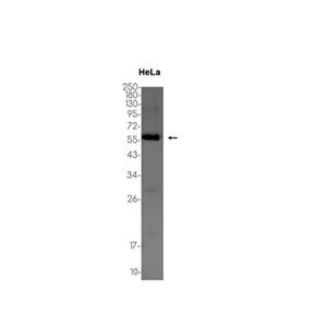 Emi1 (16Z12)兔单抗,Emi1 (16Z12) Rabbit Monoclonal Antibody