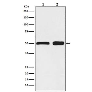 Ephrin B2  (5U5)兔单抗,Ephrin B2  (5U5) Rabbit Monoclonal Antibody