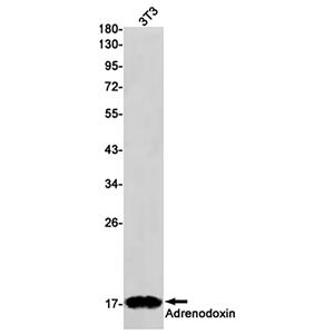 FDX1 / ADX (18G16) Rabbit Monoclonal Antibody | 兔单抗 | EnkiLife恩玑生命