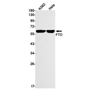 FTO (19W13)兔单抗,FTO (19W13) Rabbit Monoclonal Antibody