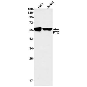 FTO (1H6)兔单抗,FTO (1H6) Rabbit Monoclonal Antibody