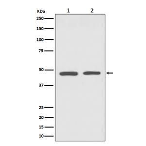 GATA3 (15B7) Rabbit Monoclonal Antibody | 兔单抗 | EnkiLife恩玑生命