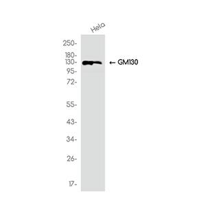 GM130 (6E7)兔单抗,GM130 (6E7) Rabbit Monoclonal Antibody