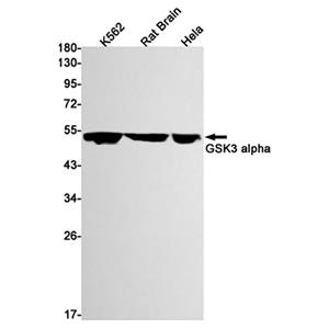 GSK3 alpha (2M16)兔单抗,GSK3 alpha (2M16) Rabbit Monoclonal Antibody