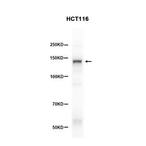 HDAC4 (14G14)兔单抗,HDAC4 (14G14) Rabbit Monoclonal Antibody
