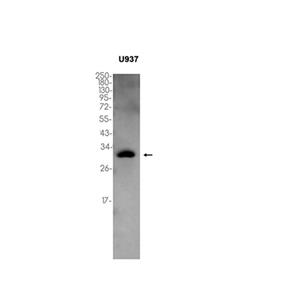 HOXA9 (4Y9)兔单抗,HOXA9 (4Y9) Rabbit Monoclonal Antibody