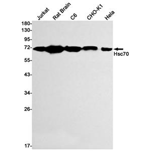 Hsc70   (1F5)兔单抗,Hsc70   (1F5) Rabbit Monoclonal Antibody