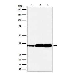 HuR / ELAVL1 (6W9)兔单抗,HuR / ELAVL1 (6W9) Rabbit Monoclonal Antibody