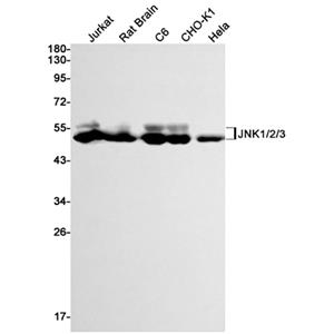 JNK (19C18)兔单抗,JNK (19C18) Rabbit Monoclonal Antibody
