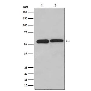LMAN1 (7S8)兔单抗,LMAN1 (7S8) Rabbit Monoclonal Antibody
