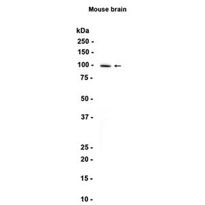 MAG (3J13)兔单抗,MAG (3J13) Rabbit Monoclonal Antibody