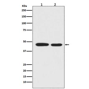 MEK1 (15N17)兔单抗,MEK1 (15N17) Rabbit Monoclonal Antibody
