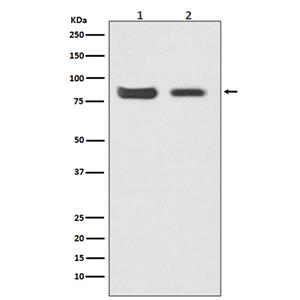 Mitofusin 2 (8H7)兔单抗,Mitofusin 2 (8H7) Rabbit Monoclonal Antibody