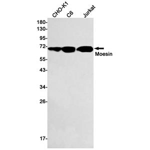 Moesin (10C14)兔单抗,Moesin (10C14) Rabbit Monoclonal Antibody