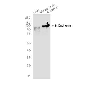 N Cadherin (19U16)兔单抗,N Cadherin (19U16) Rabbit Monoclonal Antibody