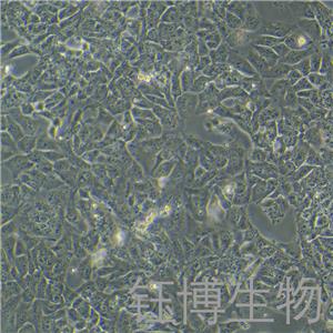 NTERA-2 cl.D1（人睾丸癌细胞）YB-71818HC,NTERA-2 cl.D1